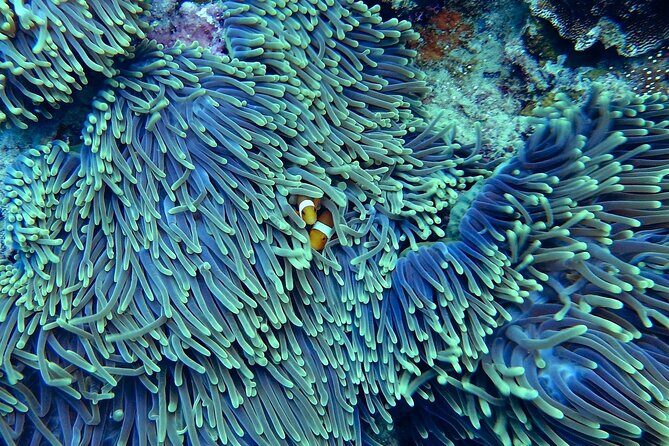 Miami: Snorkeling Adventure in Miami for Beginners Private Yacht - What to Expect During the Tour