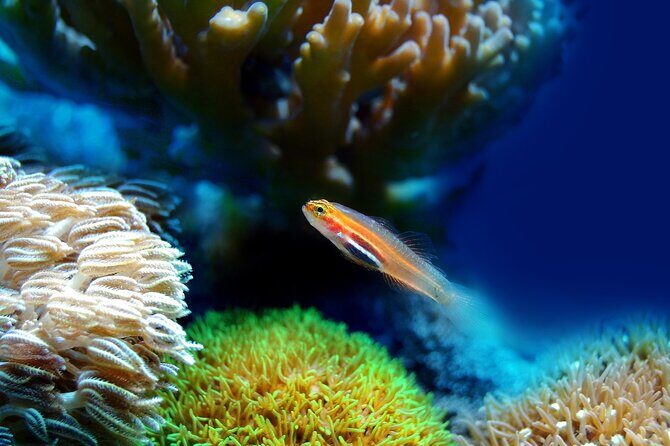 Miami to Key West Day Trip with Activity Options+Miami Airport - The Sum Up