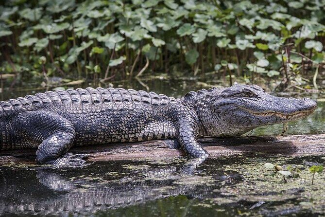 Miami Trilogy: City Tour, Boat Cruise and Everglades Adventure - Day 1: Miami’s Neighborhoods and Water Views