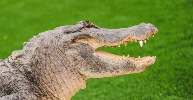 Miami: Wild Everglades Airboat Ride and Gator Encounters - Miami: Wild Everglades Airboat Ride and Gator Encounters