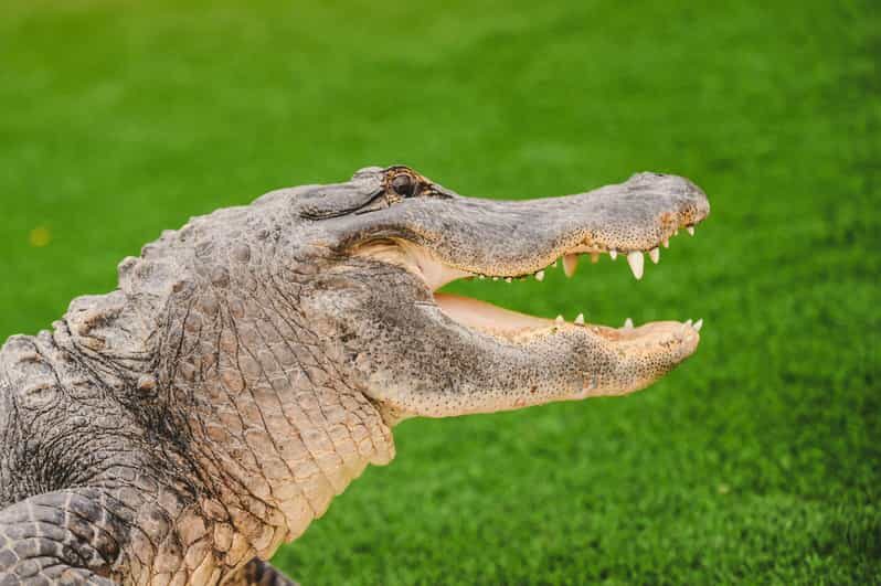 Miami: Wild Everglades Airboat Ride and Gator Encounters - A Closer Look at the Tour Experience