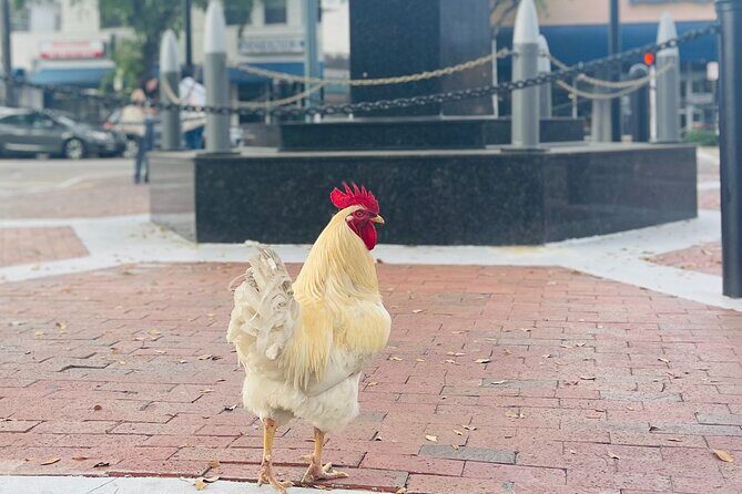 Miami's Most Authentic Walking Tour of Little Havana - An In-Depth Look at the Experience