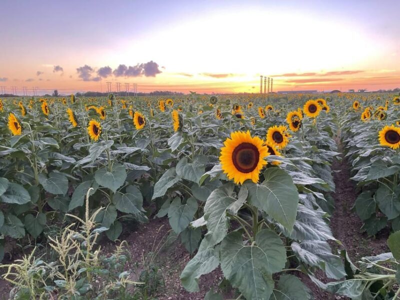 Miami's Ultimate Buggy Adventure on a Polaris RZR UTV - Practical Tips for Participants
