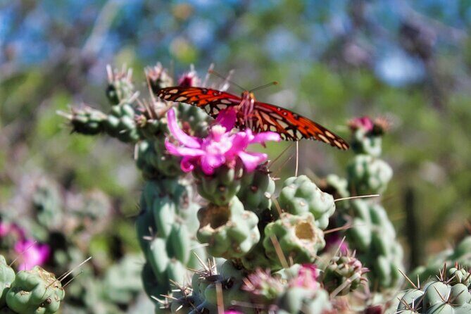 Migriño Beach ATV Extreme Adventure - Authentic Experiences and Honest Feedback