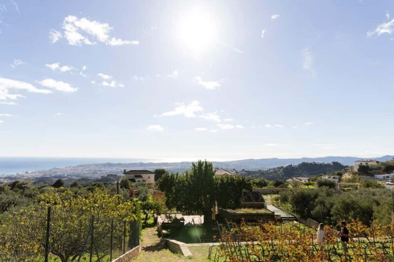 Mijas: Exclusive Vineyard Tour and Organic Wine Tasting - Practical Details: How and When