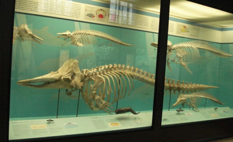 Milan: Natural History Museum Entry Ticket & Audio Guide - An Overview of the Milan Natural History Museum Experience