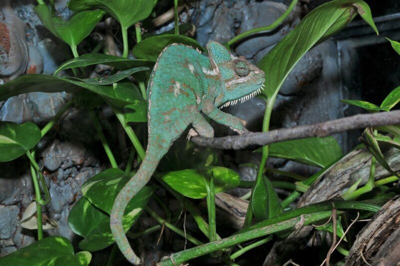 Milano Marittima: Casa delle Farfalle Entry Ticket - FAQ