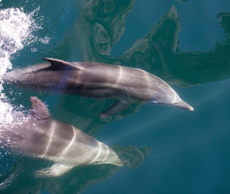 Milford Sound: Discover More on Our Longest Cruise - FAQ