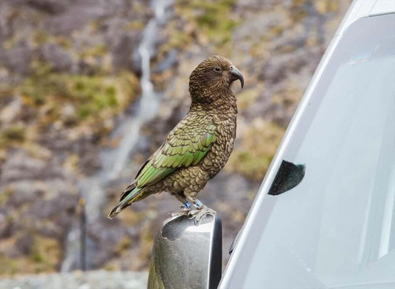 Milford Sound: Small-Group Tour from Te Anau - Food and Refreshments