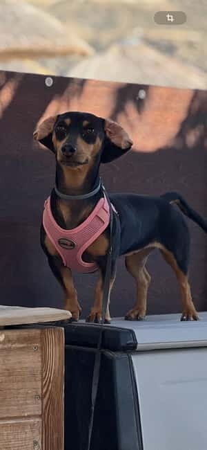 Milopotas: Best Beaches Boat Cruise with Snorkeling - FAQs