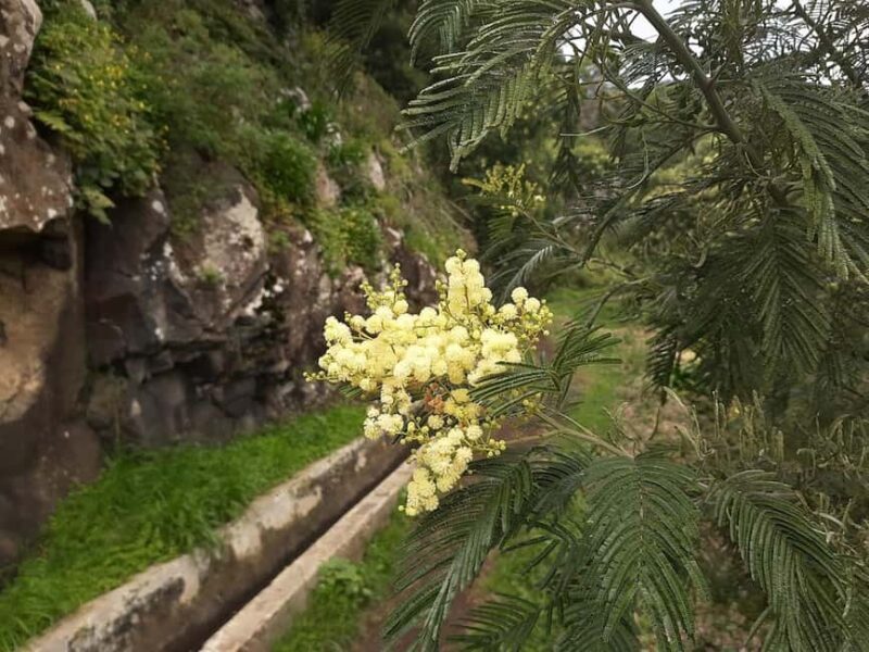Mimosa Valley Trail: Explore Maroços - The Experience in Detail