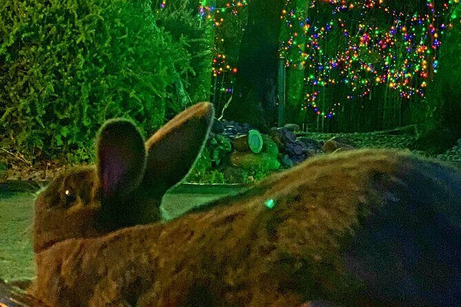 Mini Golf with Rabbits in Rotorua - Key Points