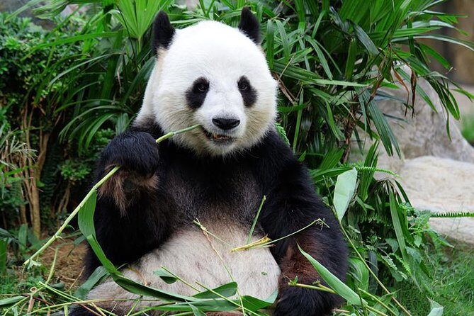 Mini Group: One-Day Panda and Chengdu Lifestyle Highlights Tour - Who Will Love This Tour?