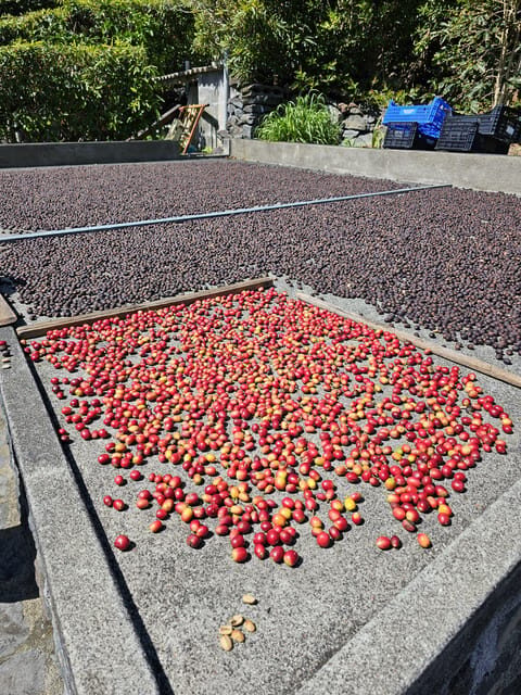 Mini Tour-Trail PR02 São Jorge - Serra Topo - Fajã dos Vimes - An In-Depth Look at the São Jorge Mini Tour