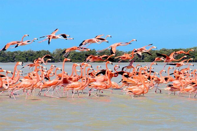 Mini Yucatan 3days 2 nights Chichen Itza Cenote Merida Uxmal Celestun Coba caves from Cancun - The Complete Experience: What to Expect on Your Yucatán Adventure