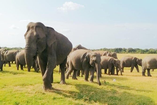 Minneriya Elephant Safari With Sigiriya Rock & Dambulla Cave Temples (Full Day) - Key Points