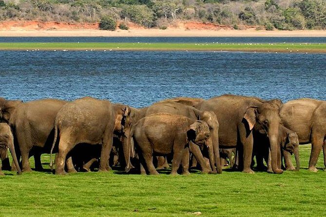 Minneriya Elephant Safari wth Sigiriya & Dambulla Cave Temples Full Day Tour - The Long Drive: Is It Worth It?