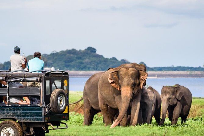 Minneriya Elephant Safari wth Sigiriya & Dambulla Cave Temples Full Day Tour - Authentic Experiences & Reviewer Insights