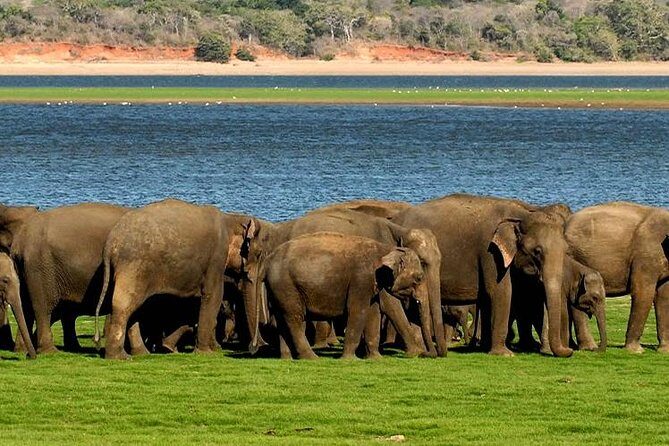 Minneriya Elephant Safari wth Sigiriya & Dambulla Cave Temples Full Day Tour - Practical Tips for Your Day