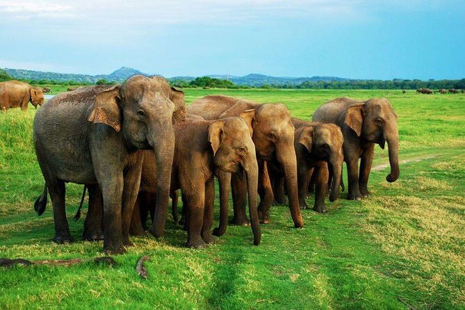 Minneriya Elephant Safari wth Sigiriya Lion Rock from Colombo - The Sum Up