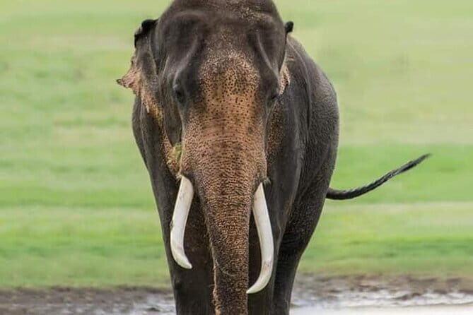 Minneriya Half Day Safari Tour - Who Is This Safari Best For?