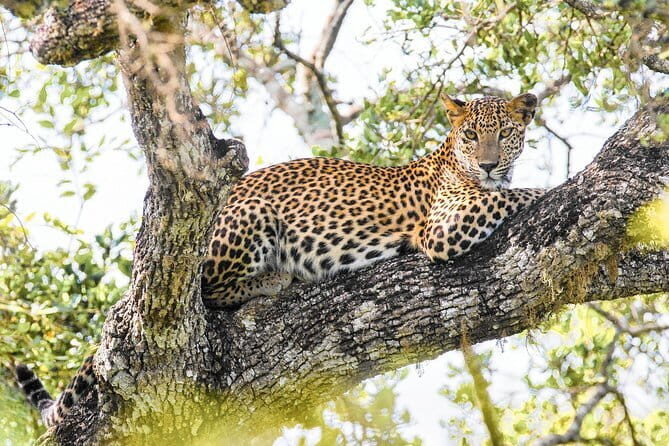 Minneriya Half Day Safari Tour - FAQ