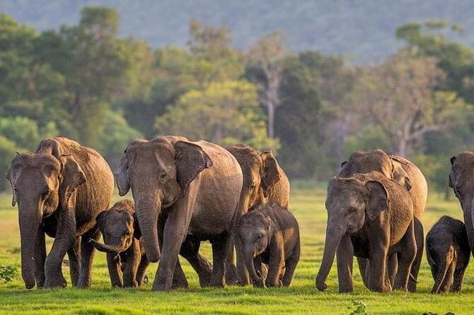 Minneriya Jeep Safari from Habarana Hotels - What to Expect from the Minneriya Jeep Safari