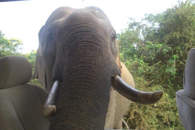 Minneriya Jeep Safari from Habarana Hotels - Practical Details and Why They Matter