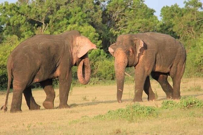 Minneriya / Kaudulla National Park Jeep Safari - An In-Depth Look at the Safari Experience
