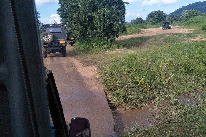 Minneriya / Kaudulla National Park Jeep Safari - The Value of the Experience