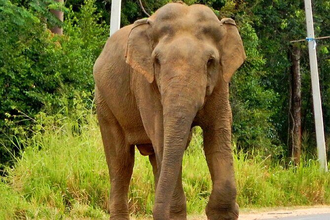 Minneriya National Park Elephant Safari - What is the Minneriya National Park Elephant Safari?