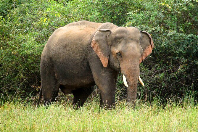 Minneriya National Park Elephant Safari - The Value of the Experience