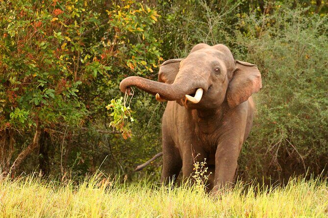 Minneriya National Park Elephant Safari - Considerations and Tips for Travelers