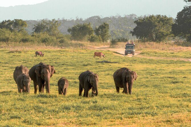 Minneriya National Park Entrance Ticket with Private Safari - Key Points