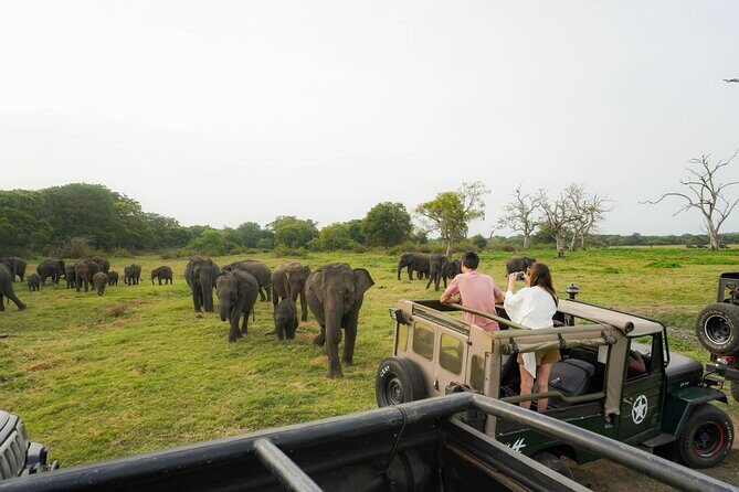 Minneriya National Park Half Day Elephant Safari - Minneriya National Park Half Day Elephant Safari Review