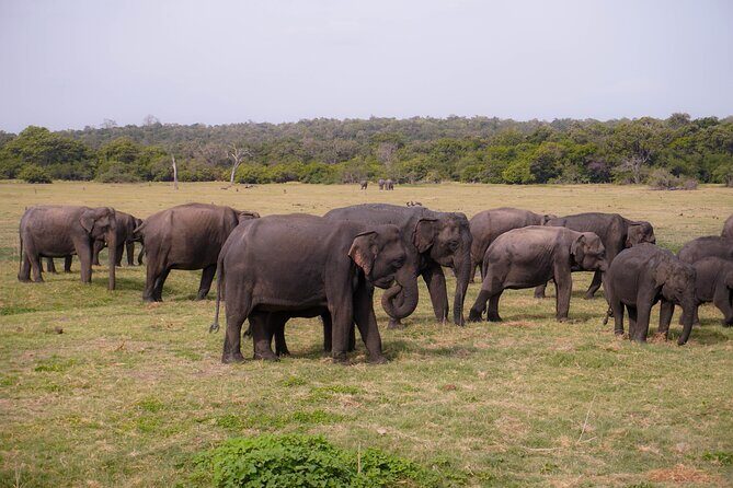 Minneriya National Park Half Day Elephant Safari - What’s Included and What to Expect