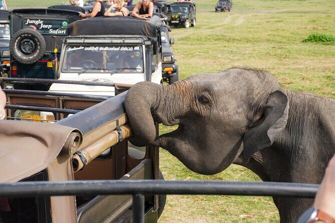 Minneriya National Park Half Day Elephant Safari - Pricing and Value