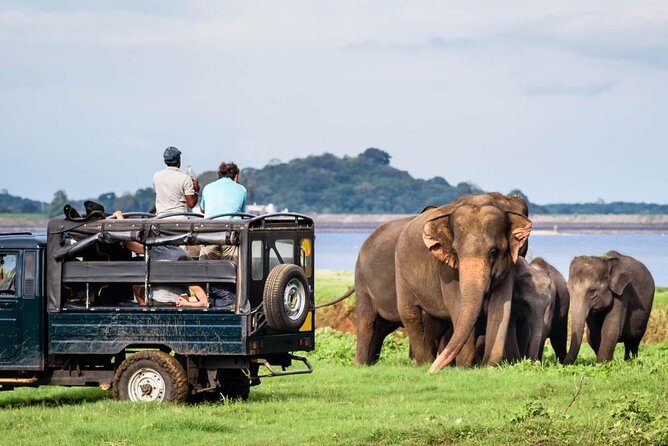 Minneriya National Park Half Day Jeep Safari - What to Expect from the Minneriya National Park Half Day Jeep Safari