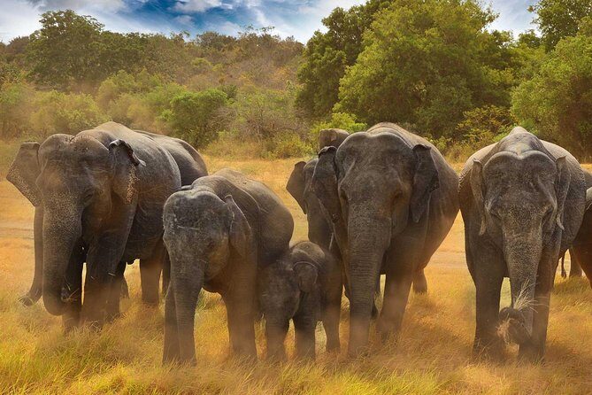 Minneriya National Park Half Day Jeep Safari - Is It Worth the Price?