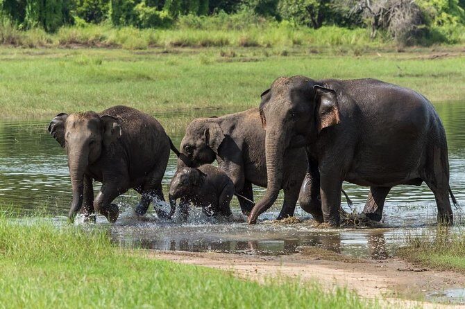 Minneriya National Park Half Day Jeep Safari - Practical Tips & Additional Insights