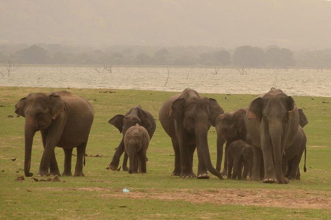 Minneriya National Park Half Day Jeep Safari - Final Thoughts
