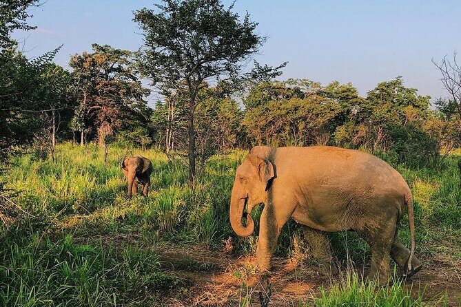 Minneriya National park half day private safari in Sri Lanka - Key Points