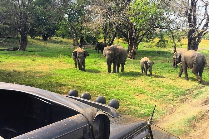 Minneriya National park half day private safari in Sri Lanka - An Introduction to the Experience