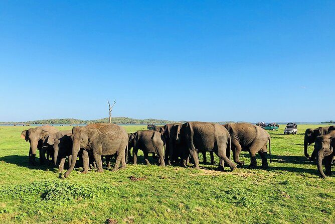 Minneriya National park half day private safari in Sri Lanka - What Makes This Tour Stand Out