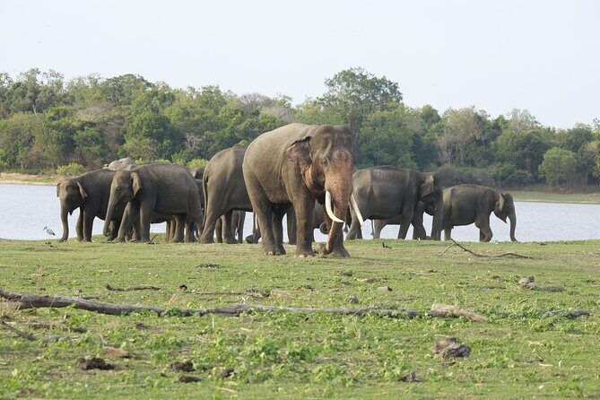 Minneriya National Park halfday Safari - Who Should Consider This Tour?