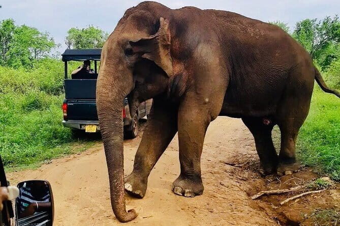 Minneriya National Park Jeep Safari from Trincomalee - A Deep Dive into the Experience