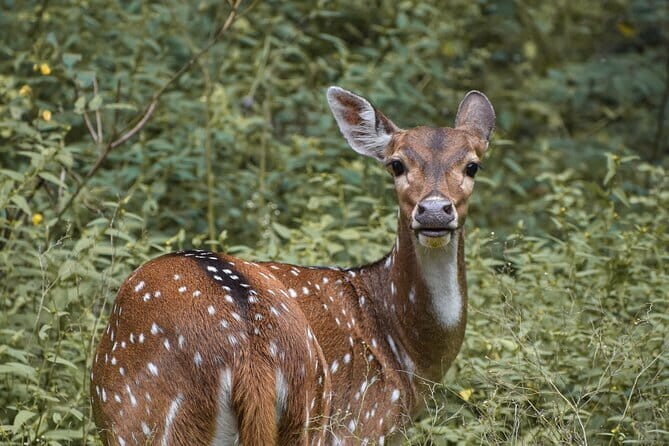 Minneriya National Park Jeep Safari from Trincomalee - Who Will Love This Tour?