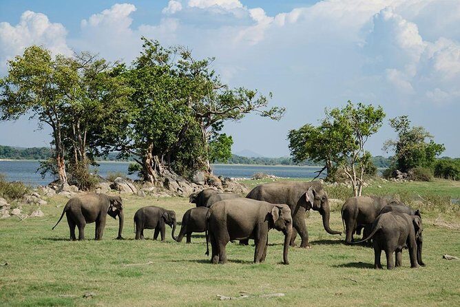 Minneriya National Park | Private Safari - Practical Tips for Your Safari