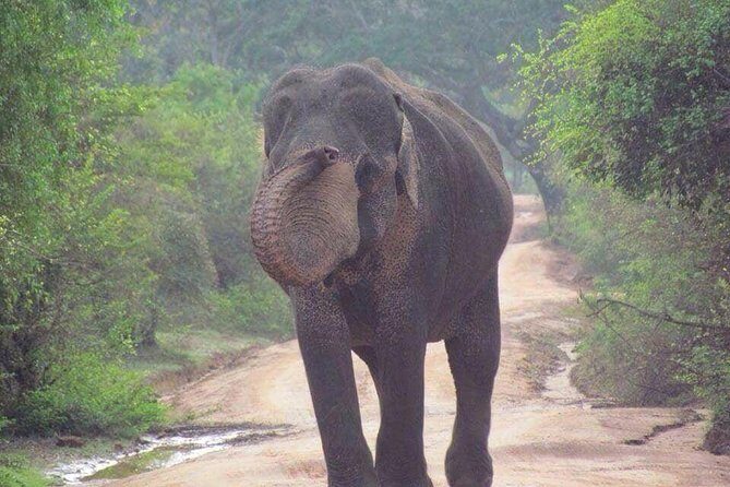 Minneriya National Park private safari - Why Choose the Minneriya National Park Private Safari?