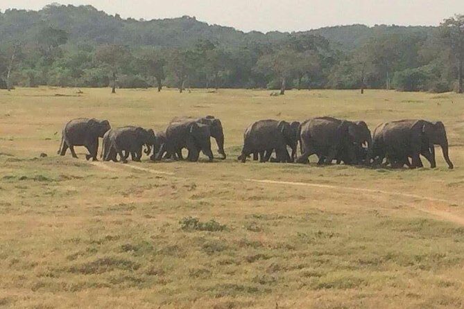 Minneriya National Park private safari - The Sum Up